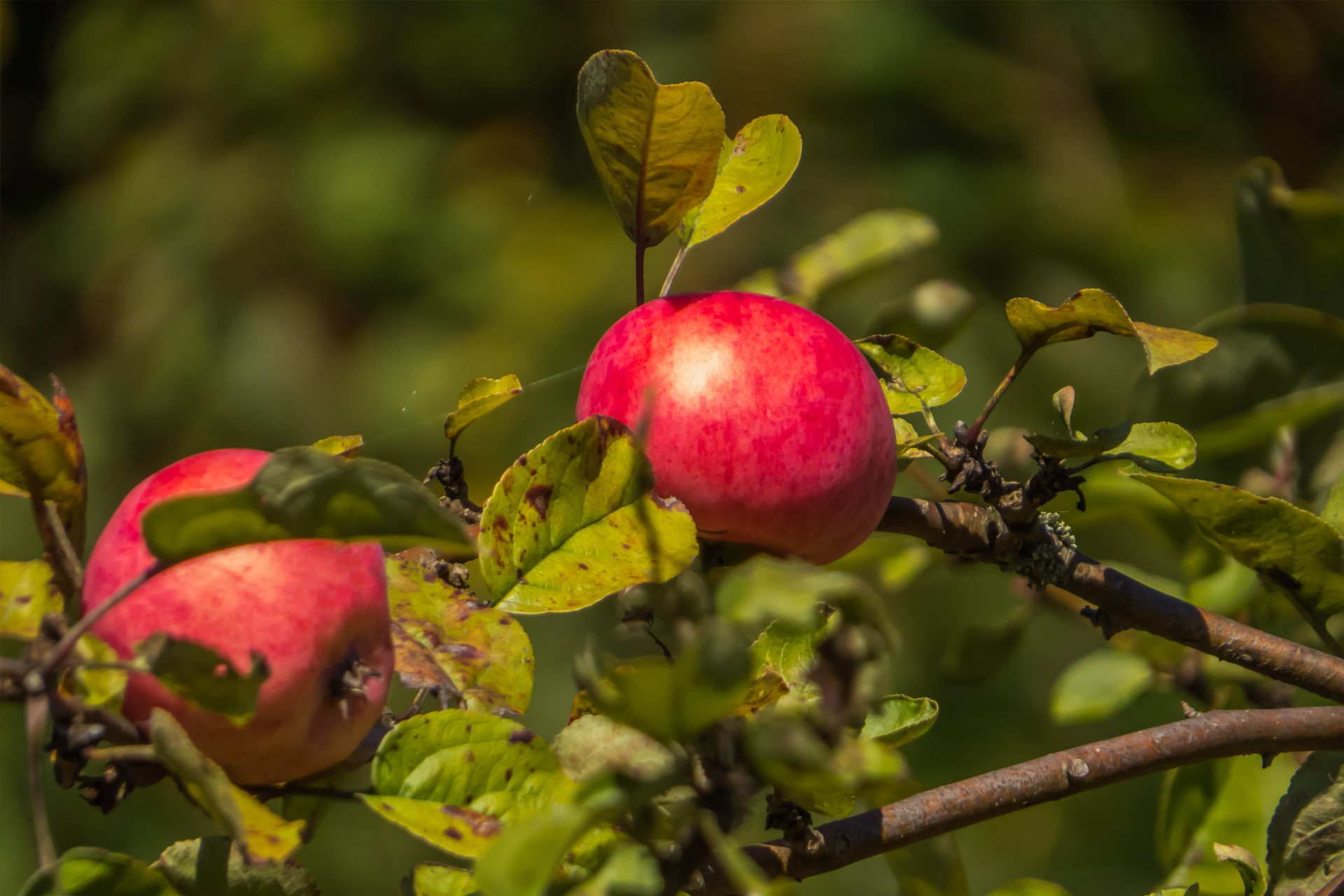 Kelowna Orchards and Markets Oasis Inn Kelowna, BC
